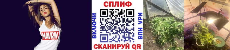 Купить закладки  Волгодонск  Бошки Шишки Amnesia 